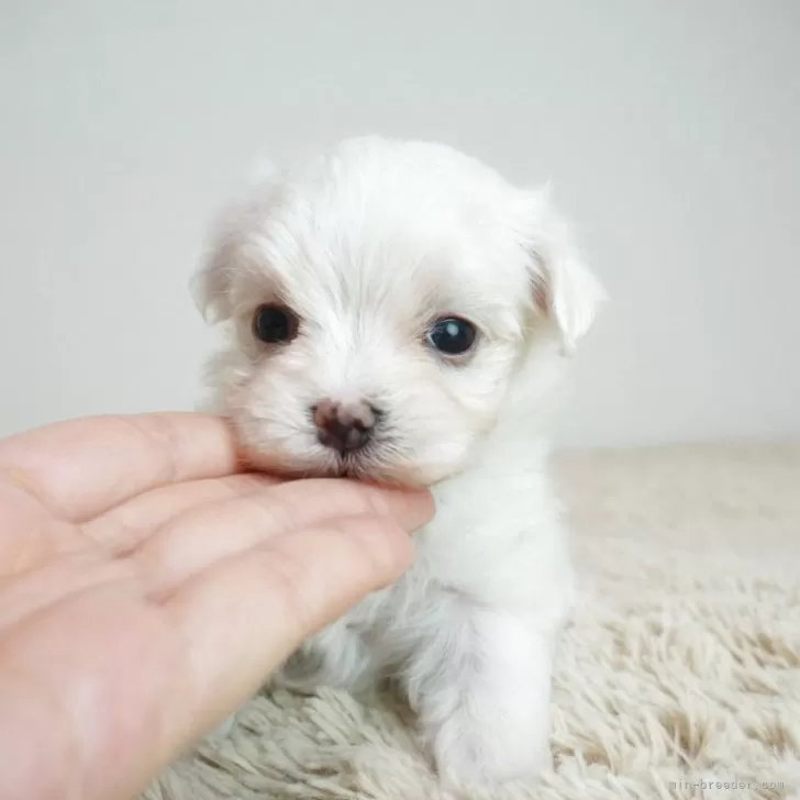 ID：2508-02059の子犬