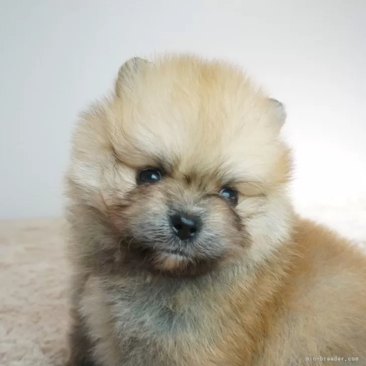ID：2411-06559の子犬