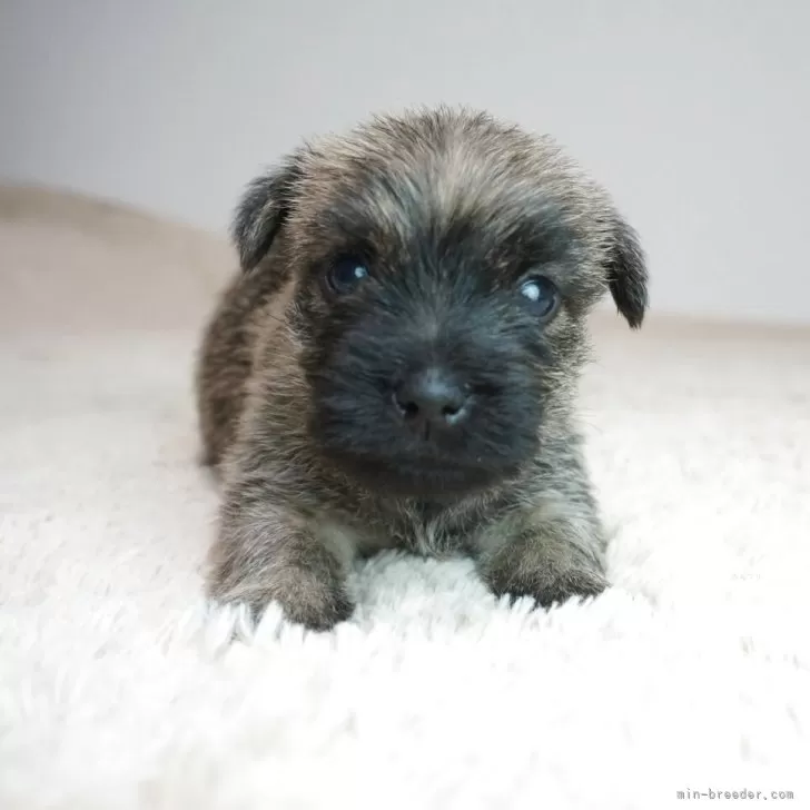 ケアーンテリア【奈良県・女の子・2025年9月18日・ブリンドル】の写真1