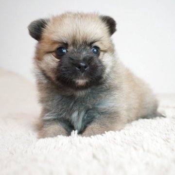 ポメキー(ポメラニアン×ヨークシャーテリア)【奈良県・女の子・2025年9月17日・フォーン】の写真「とても綺麗な柄の可愛らしい子です！！」