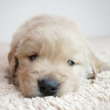 ゴールデンレトリバー【奈良県・男の子・2025年10月1日・ゴールド】の写真「コロコロしててとても可愛い子です。」