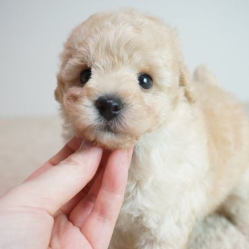 トイプードル(トイ)【奈良県・男の子・2025年8月18日・オレンジフォーン】の写真「とても可愛らしい子です！！」