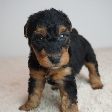 ウェルシュテリア【奈良県・男の子・2025年2月4日・ブラック&タン】の写真「とても可愛らしい子です！！」