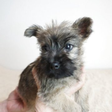 ケアーンテリア【奈良県・女の子・2025年9月18日・ブリンドル】の写真「とても可愛らしい子です！！」