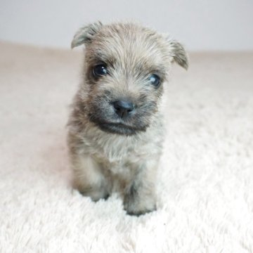 ケアーンテリア【奈良県・男の子・2025年9月18日・レッド】の写真「とても可愛らしい子です！！」