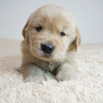 ゴールデンレトリバー【奈良県・女の子・2025年10月1日・ゴールド】の写真「コロコロしててとても可愛い子です。」