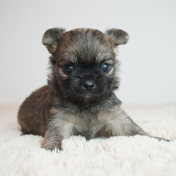 チワワ(ロング)【奈良県・女の子・2025年9月21日・フォーン】の写真「コロコロしててとても可愛い子です。」