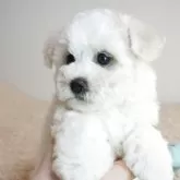 ビションフリーゼ