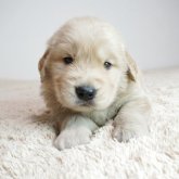 ゴールデンレトリバー