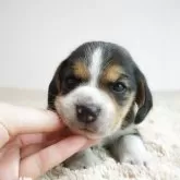 ビーグル