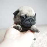 パグ
