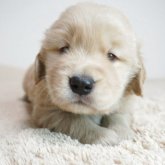 ゴールデンレトリバー