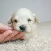 マルックス(マルチーズ×ダックスフンド)【奈良県・女の子・2024年12月17日・クリーム】の写真1