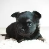 チワワ(ロング)【奈良県・女の子・2025年9月21日・ブラックタン】の写真1