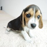 ビーグル