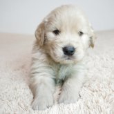 ゴールデンレトリバー