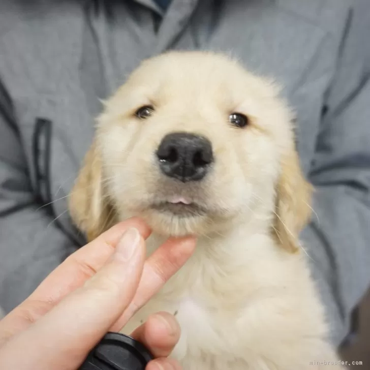 ID:2402-01278の子犬