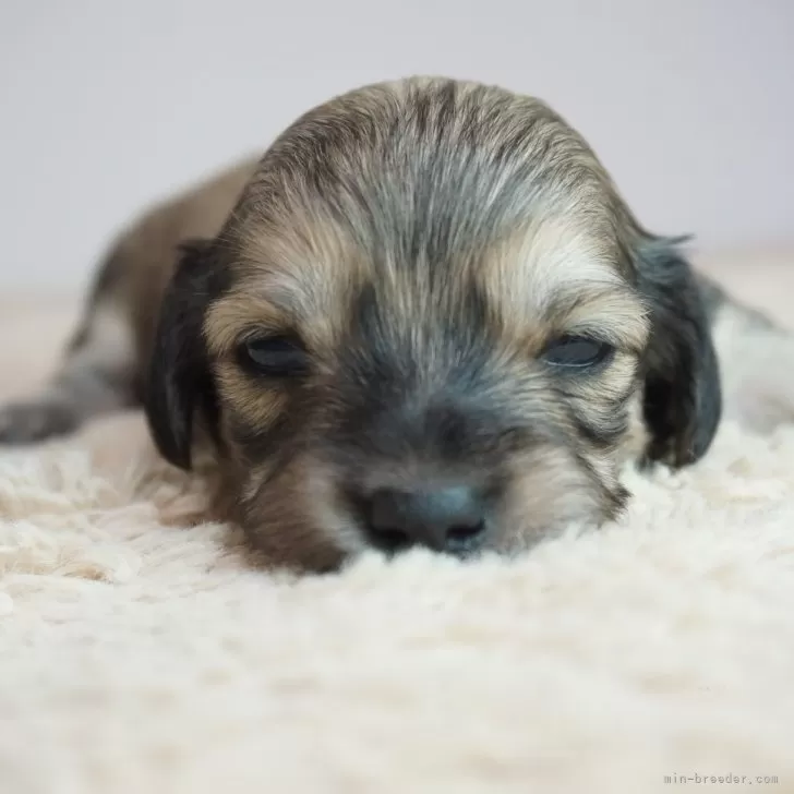 ID：2405-07302の子犬