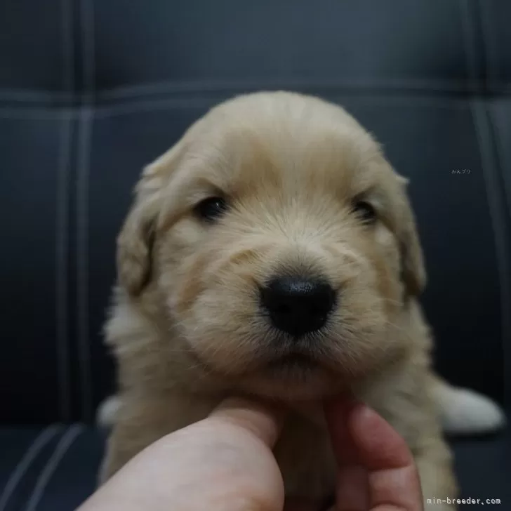 ID:2406-03592の子犬