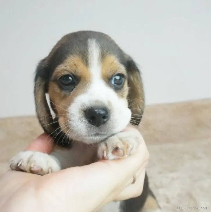 ID:2308-04078の子犬