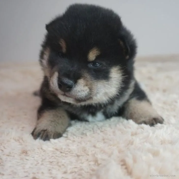 彦ちゃん 様のお迎えした子犬