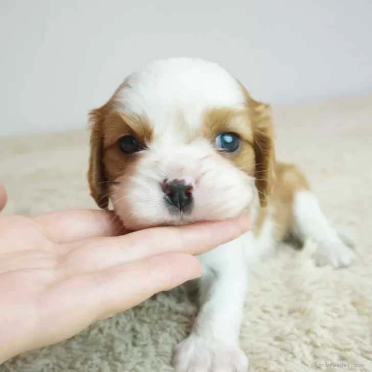 ID：2409-05040の子犬
