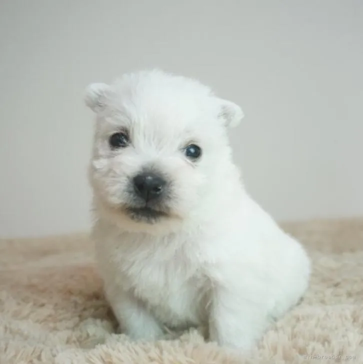 ID:2212-02010の子犬