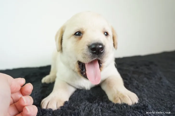 ID:2106-01011の子犬