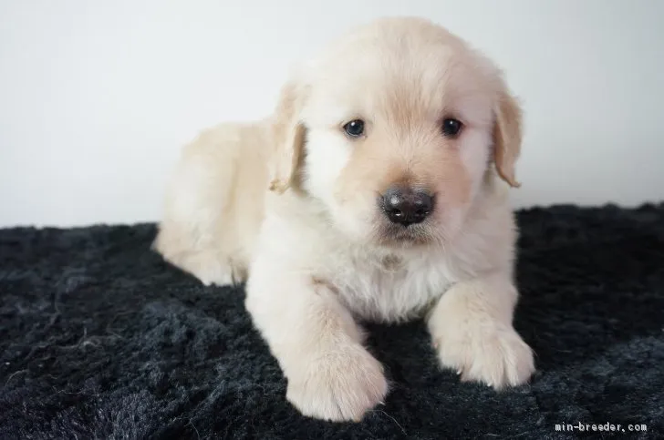 おもち 様のお迎えした子犬
