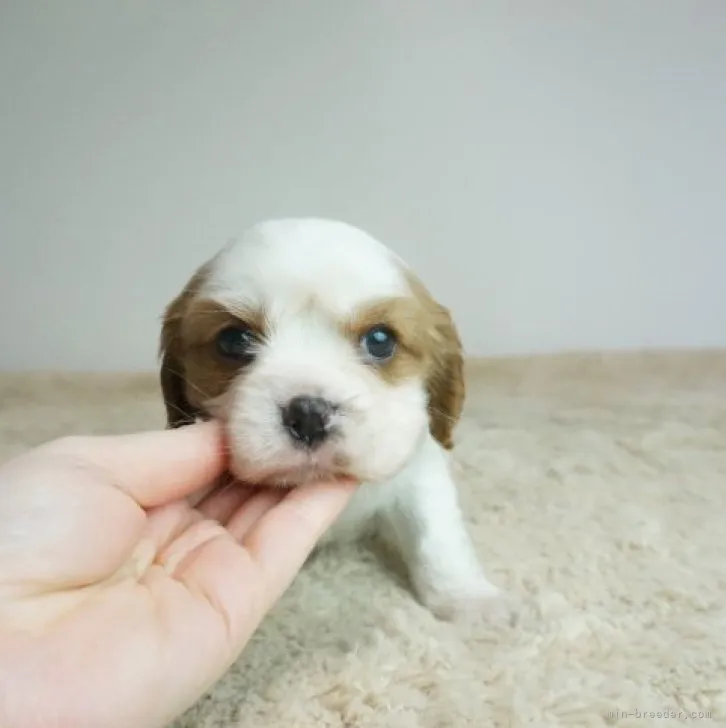ID:2303-00003の子犬