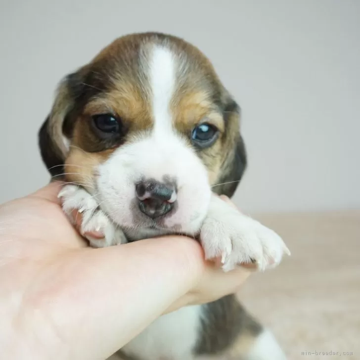 M.S 様のお迎えした子犬