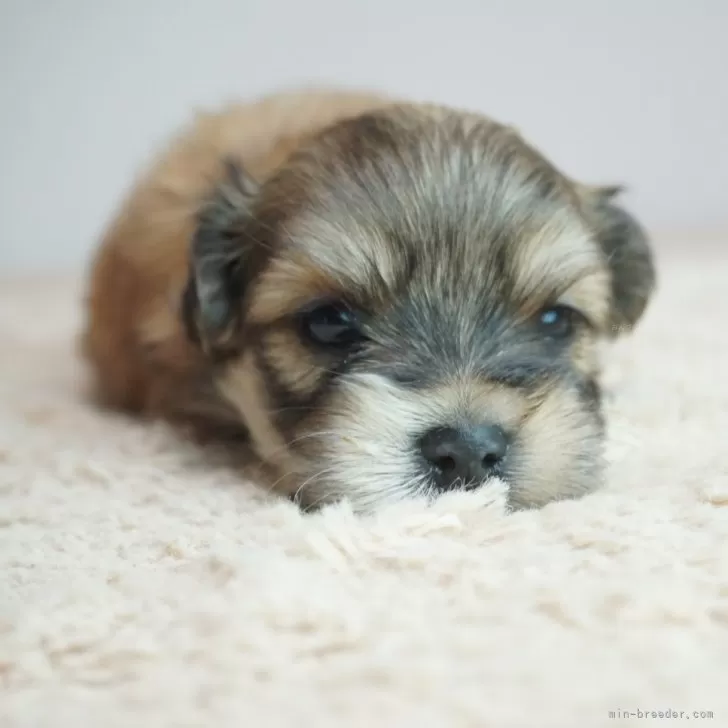 ID:2404-05718の子犬