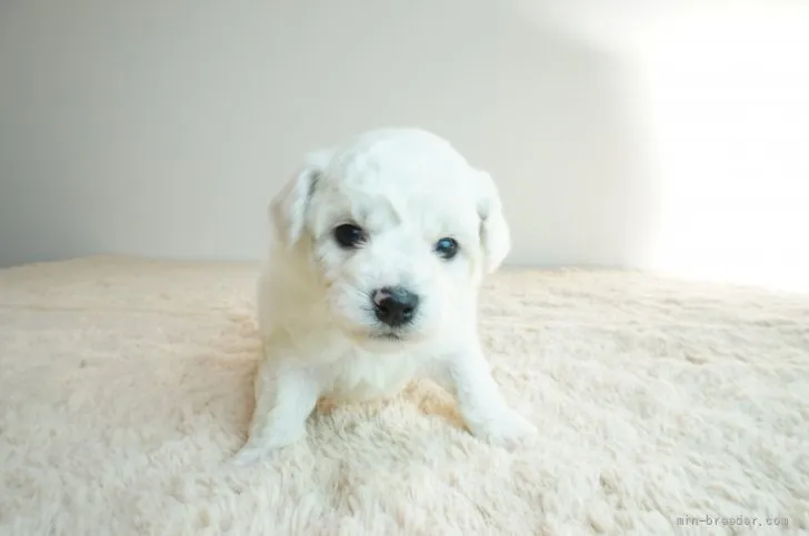 ID:2201-01011の子犬