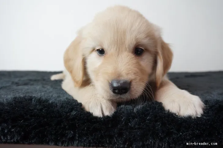 ID：2102-02711の子犬