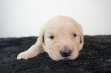 ゴールデンレトリバー【奈良県・女の子・2021年2月8日・ゴールド】の写真「むちむちです！」