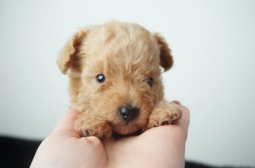 トイプードル(トイ)【奈良県・男の子・2020年11月28日・クリーム】の写真「小ぶりな子です！」