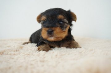 ヨークシャーテリア【奈良県・女の子・2021年2月27日・スチールブルー&タン】の写真「目がクリクリです！」