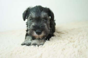 ミニチュアシュナウザー【奈良県・男の子・2021年6月3日・ソルト&ペッパー】の写真「とても可愛らしい子です！！」