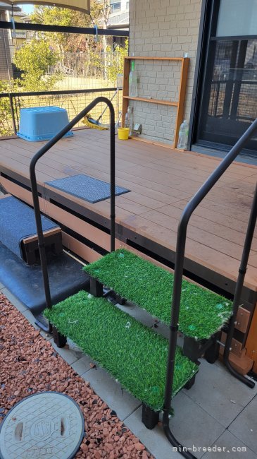 お部屋からお外に｜朝香　かをり(あさか　かをり)ブリーダー(栃木県・トイプードルなど・JKC登録)の紹介写真5