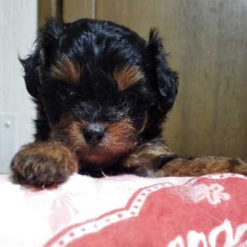 チワプー(チワワ×トイプードル)【栃木県・男の子・2025年9月30日・ブラックタン】の写真「毛色はチワワパパ、毛質はトイプーママふわふわ。」