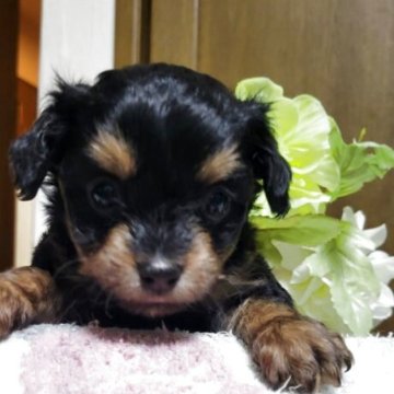 チワプー(チワワ×トイプードル)【栃木県・女の子・2025年9月30日・ブラックタン】の写真「毛色はチワワパパ、毛質はトイプーママ似のふわふわ。」