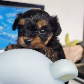 チワプー(チワワ×トイプードル)