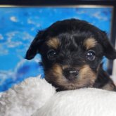 チワプー(チワワ×トイプードル)