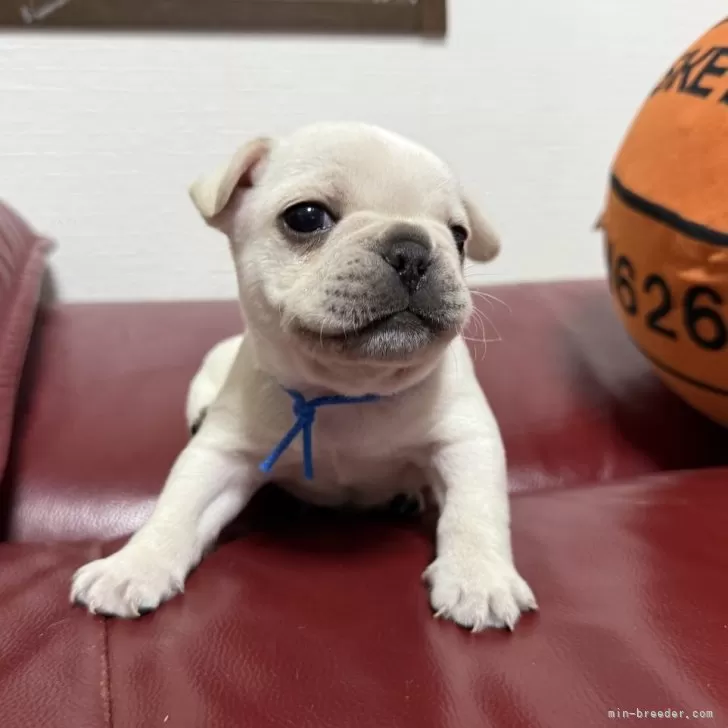 ID:2503-06791の子犬