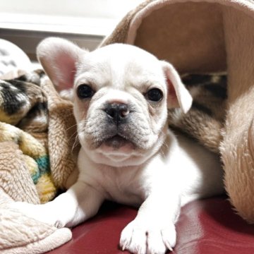 フレンチブルドッグ【香川県・男の子・2025年2月22日・クリーム】の写真「おっとりした子です╰(*´︶`*)♡」