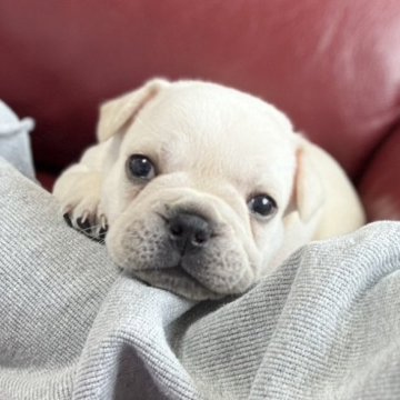 フレンチブルドッグ【香川県・男の子・2025年2月22日・クリーム】の写真「まんまるコロコロ男の子(*´艸`*)」