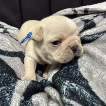 フレンチブルドッグ【香川県・男の子・2025年10月27日・クリーム】の写真「ムチムチに成長中٩(๑❛ᴗ❛๑)۶」