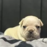 フレンチブルドッグ