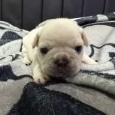 フレンチブルドッグ