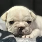 フレンチブルドッグ